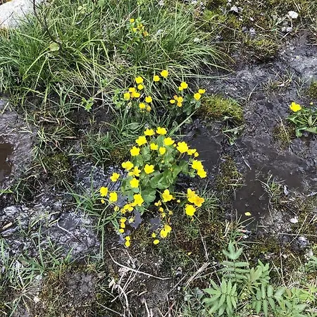 Terra Del Cortal *